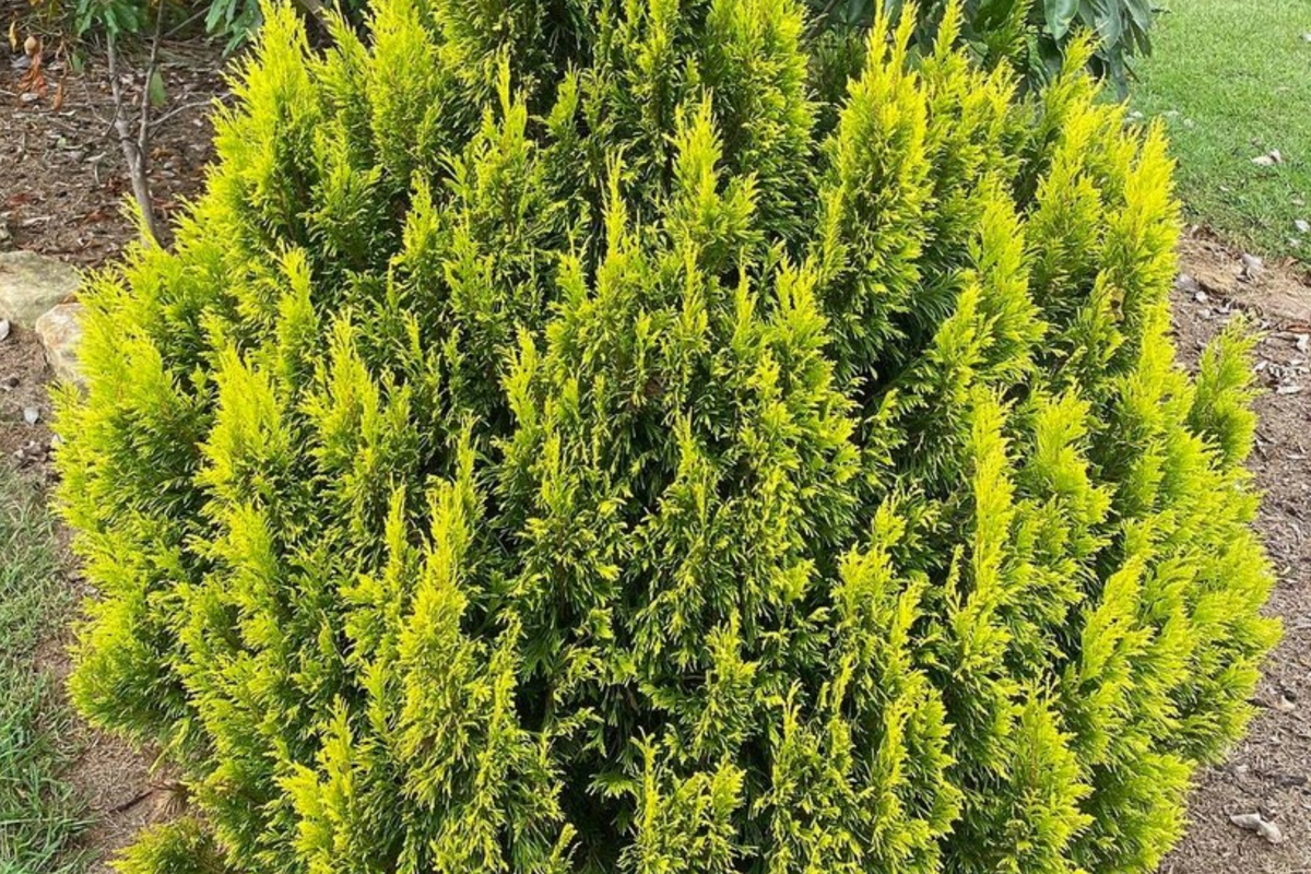 Golden Thuja Arborvitae Seedling (8-14") in Quart Pot — Evergreen Privacy Hedge Thuja plicata