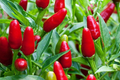 Hot Chile Pequin Pepper Seeds - Heirloom, 250mg Packet, Compact Plant for Salsas