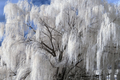 White Willow Tree Cutting (Salix alba) - Unrooted Cutting, Silver Leaves, Fast-Growing