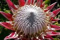 King Protea Cynaroides Seeds - Giant 12" Flowers, Exotic Flower Seeds