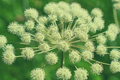 Anise Herb Seeds (250mg) Pimpinella anisum | Heirloom, Non-GMO