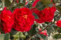 Fashionata Variegated Camellia Japonica Starter Plant | Well-Rooted Pot Plant | Evergreen Shrub, Zones 7-10