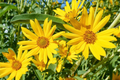 Maximilian Sunflower Seeds - 1,000 Non-GMO Perennial Seeds (Helianthus maximiliani)