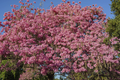 Pink Trumpet Tree Tabebuia heterophylla | 8-12" Starter Plant