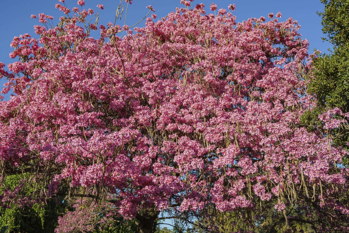 Pink Trumpet Tree Tabebuia heterophylla | 8-12" Starter Plant