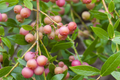 Pink Lemonade Blueberry Bush Seedling | Starter Plant, Pink Fruit, Easy to Grow