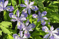 Crested Dwarf Iris (Iris cristata) Bare Root Plants - 5 Starter Plants, Shade Perennial