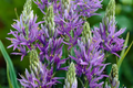 Camassia Quamash Bulbs - 5 Live Bulbs, Lavender-Blue Blooms, Deer & Rodent Resistant, Zones 4-8