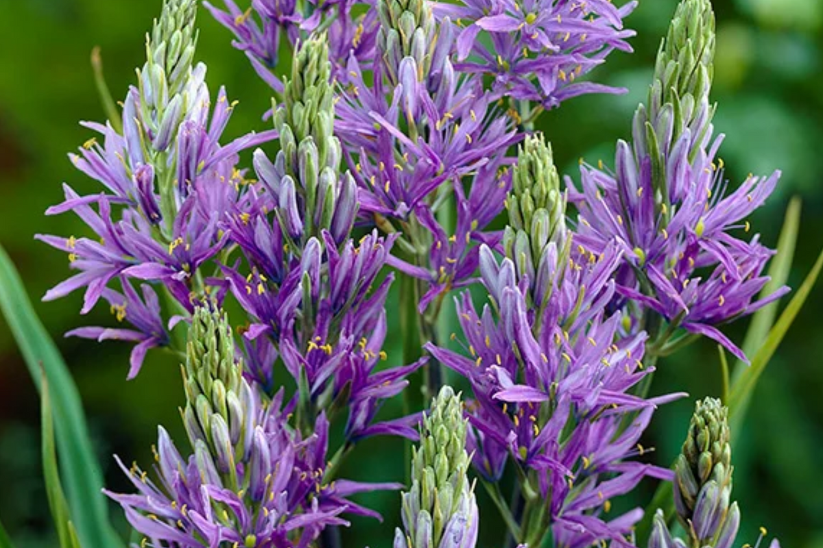 Camassia Quamash Bulbs - 5 Live Bulbs, Lavender-Blue Blooms, Deer & Rodent Resistant, Zones 4-8