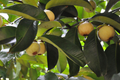 Wild Mangosteen Seedling (Sandoricum koetjape) - 1-2 ft Starter Plant, Tropical Fruit Tree