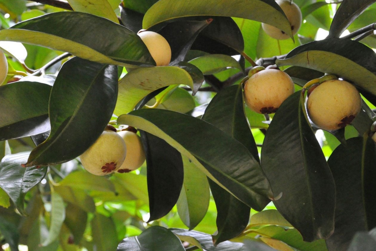 Wild Mangosteen Seedling (Sandoricum koetjape) - 1-2 ft Starter Plant, Tropical Fruit Tree