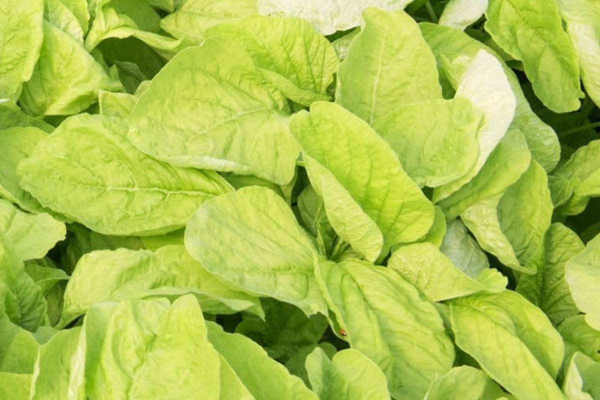 Edible Amaranth White (Light Green) Seeds – 500 Seeds, Heat & Drought Tolerant