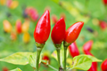 Pequin Chili Pepper Seeds (Capsicum annuum) – 50+ Seeds, 24" Plants, Non-GMO