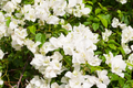 White Bougainvillea Starter Plant - 5-7 Inches Tall, Outdoor Climber
