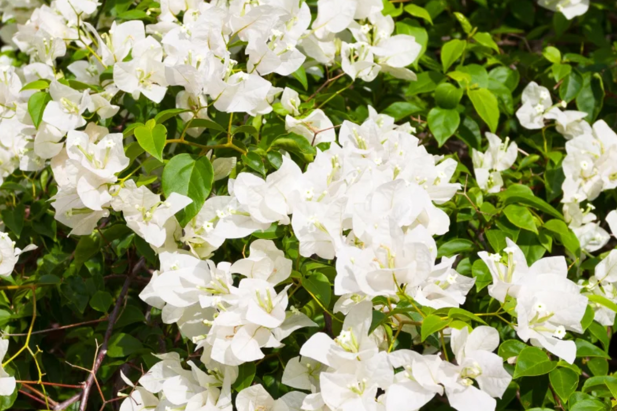 White Bougainvillea Starter Plant - 5-7 Inches Tall, Outdoor Climber