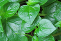 Peperomia Pellucida Seeds - 200+ Fresh Seeds, Rau Cang Cua / Krasang Teap