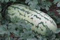 Giant Jubilee Watermelon Seeds - Heirloom, Non-GMO, 5 Seeds per Pack