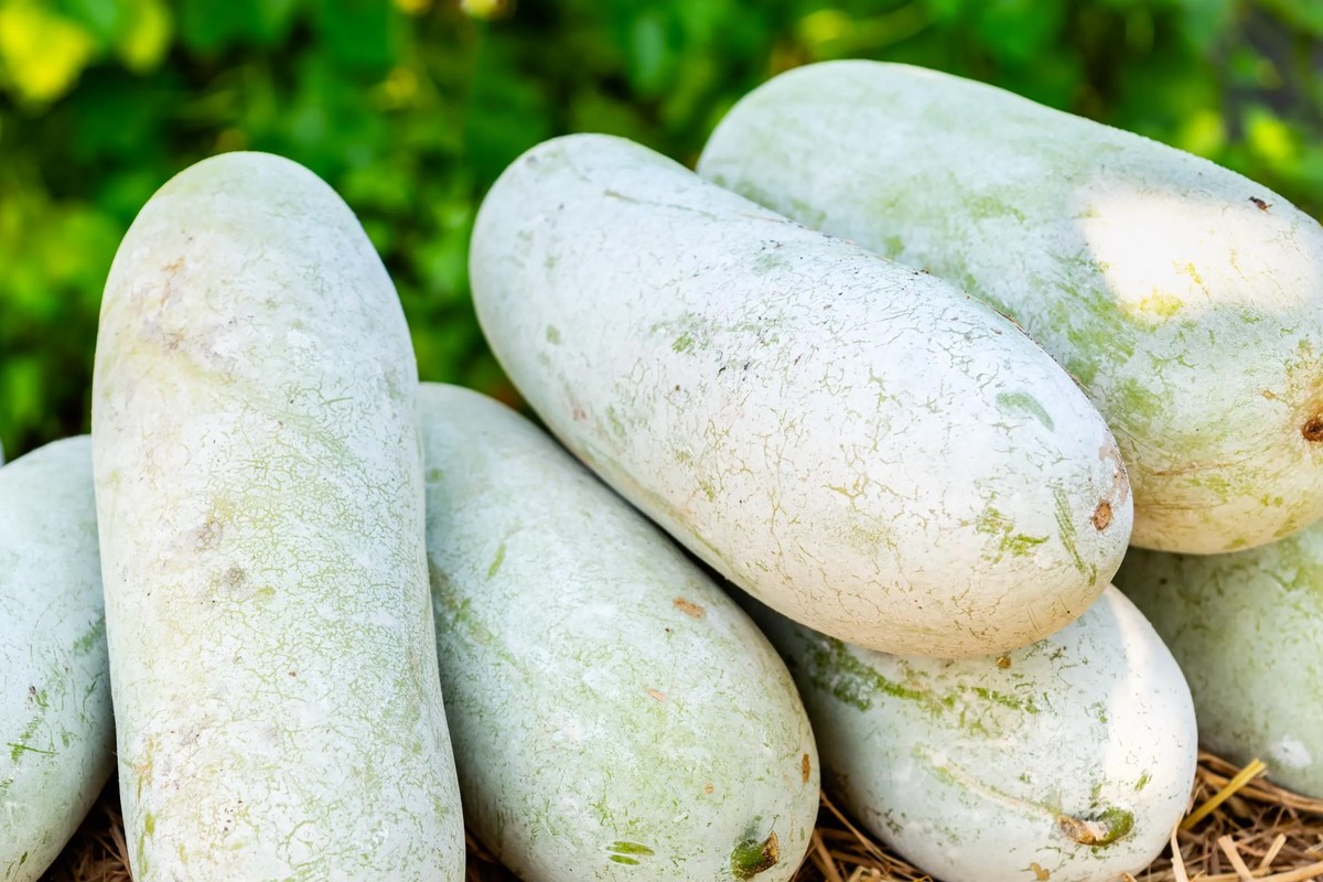 Wax Gourd Seeds (Benincasa hispida) - 20 Seeds, Fuzzy Winter Melon, Long Storage - Heirloom