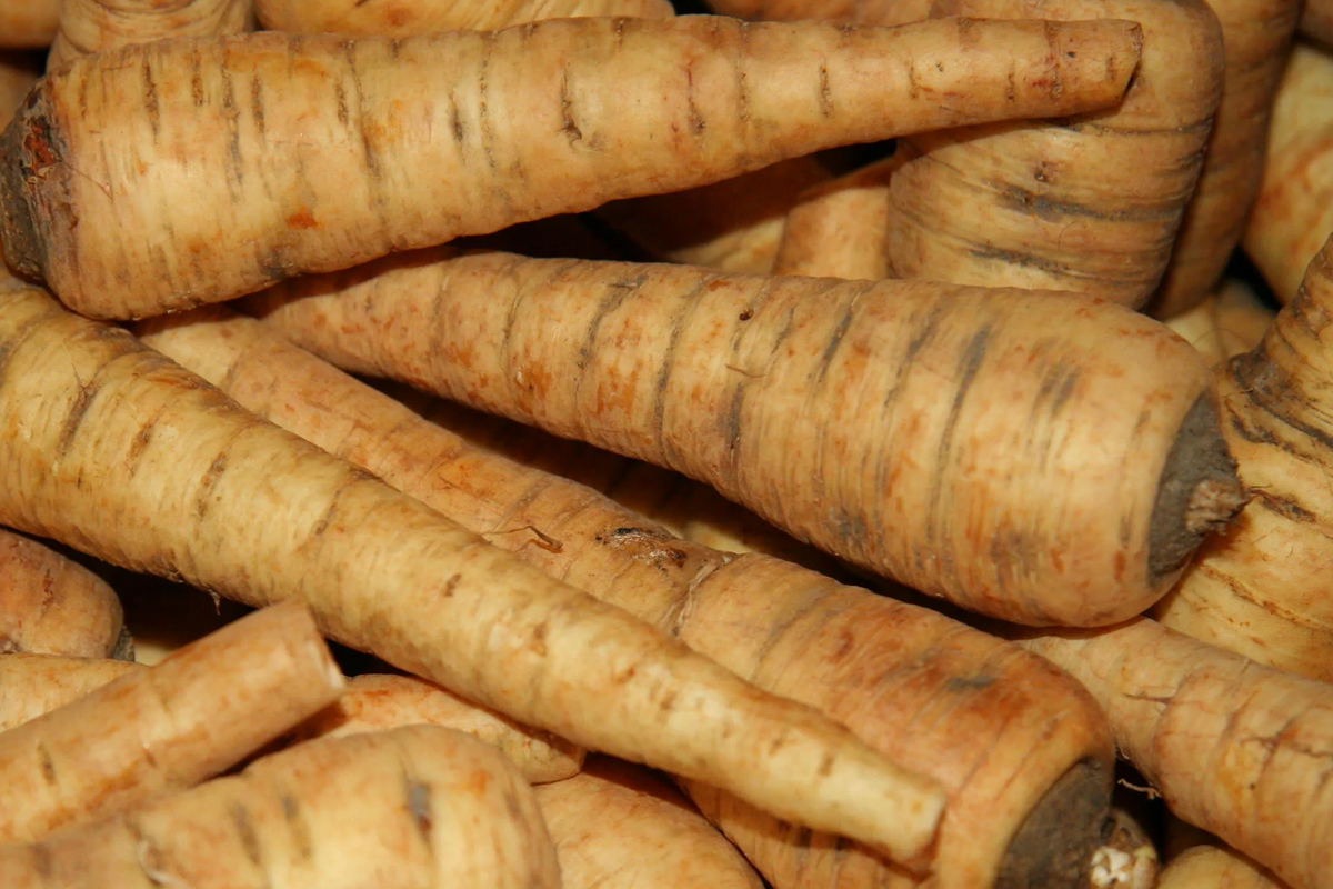All American Parsnip Seeds - Heirloom, Non-GMO, 500 Seeds, 10-12" Roots, Winter Harvest