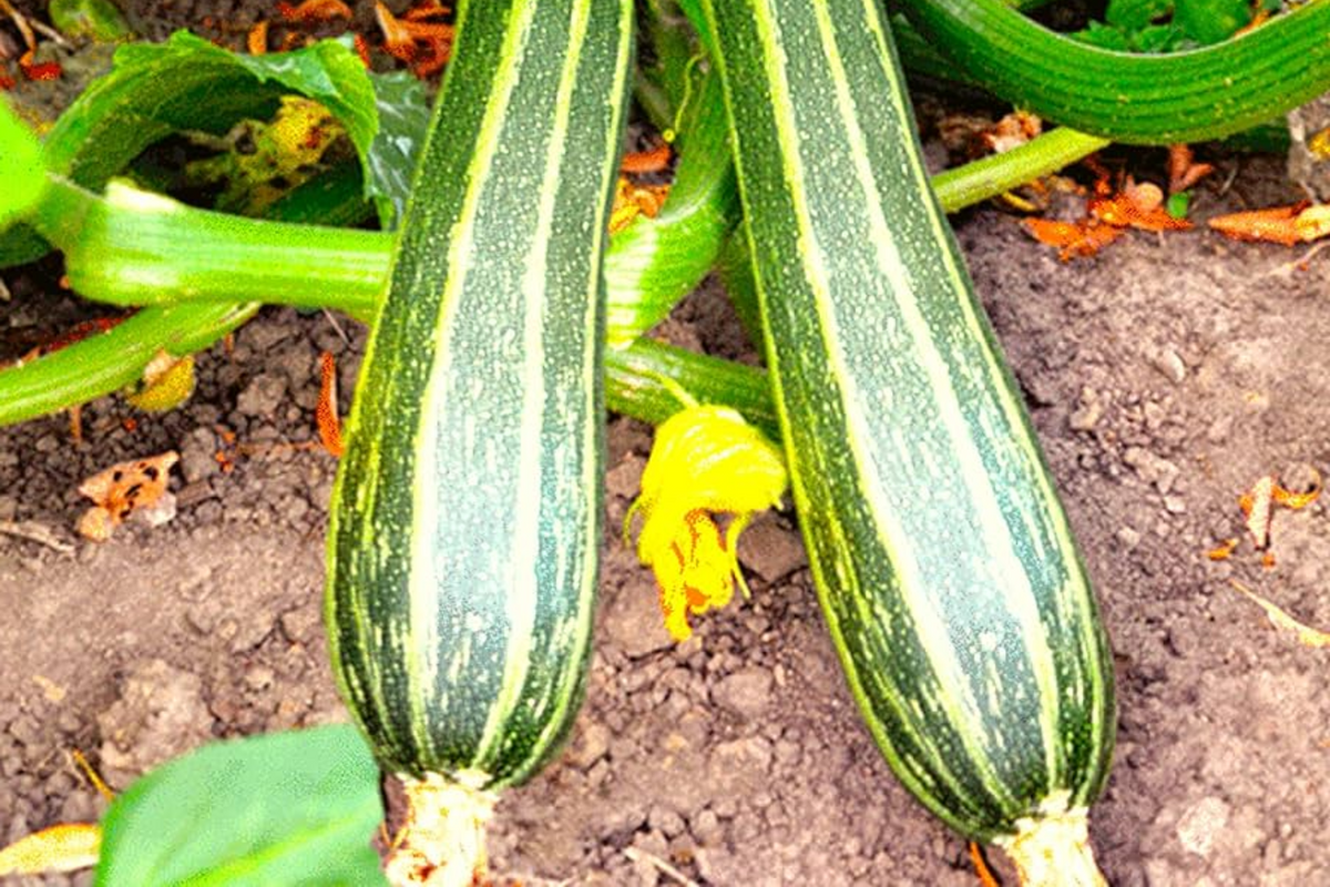 Cocozelle Zucchini Seeds - Heirloom Italian Summer Squash, Non-GMO, 50 Seeds