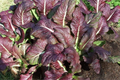 Red Giant Mustard Seeds - 1,500 Non-GMO Heirloom Brassica juncea for Microgreens or Greens