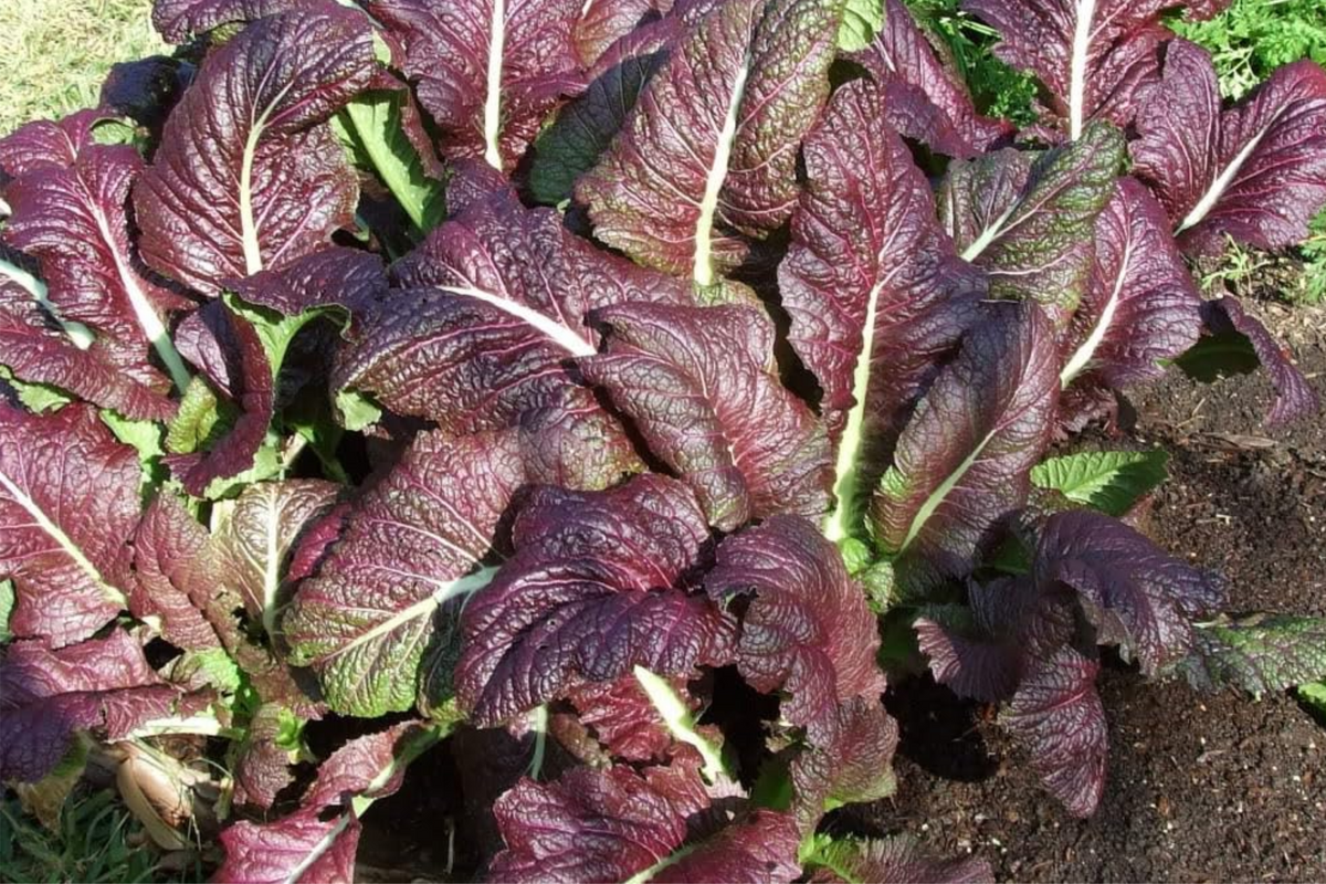 Red Giant Mustard Seeds - 1,500 Non-GMO Heirloom Brassica juncea for Microgreens or Greens