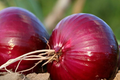 500 Red Creole Onion Seeds - Heirloom, Non-GMO, Short-Day (Allium cepa) Red Bulb, 110+ Days
