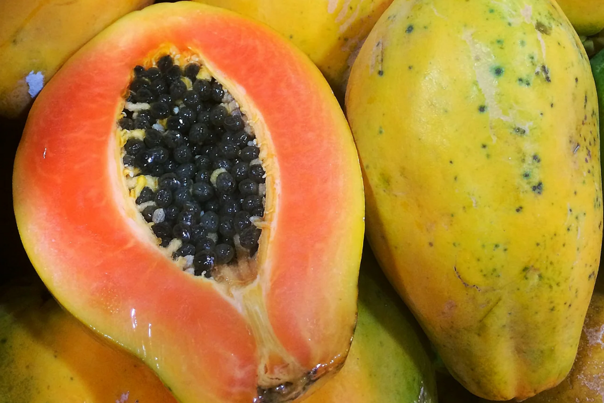 Solo Sunset Papaya Seeds - 25 Fresh Carica papaya ‘Solo Sunset’ Seeds, Fast-Growing