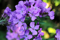 Money Plant Seeds (Lunaria annua) - Honesty / Silver Dollar Plant, 75 Seeds