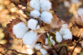Brown Cotton Seeds - Heirloom Gossypium, 50 Seeds, Non-GMO