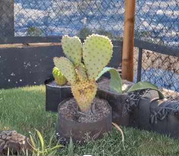 Opuntia basilaris Beavertail Cactus Pad Cutting - 1 Live Unrooted Pad
