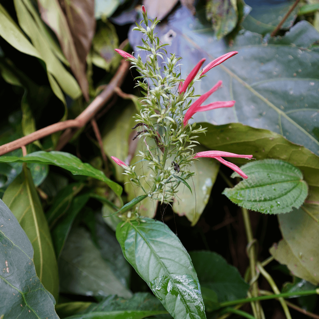 Justicia secunda (St. John's Bush) - 2 Rooted Cuttings | Tropical Plant Starter