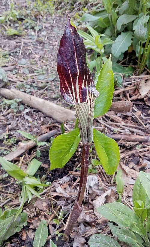 Arisaema triphyllum Seeds (Jack-in-the-Pulpit) - 5 Non-GMO Woodland Wildflower Seeds