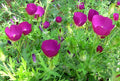 Callirhoe involucrata Seeds (15) Purple Poppy Mallow — Native Wildflower, Drought-Tolerant
