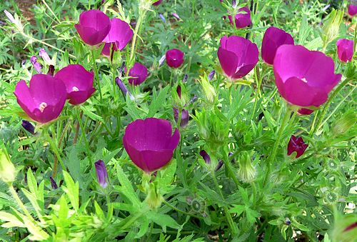 Callirhoe involucrata Seeds (15) Purple Poppy Mallow — Native Wildflower, Drought-Tolerant