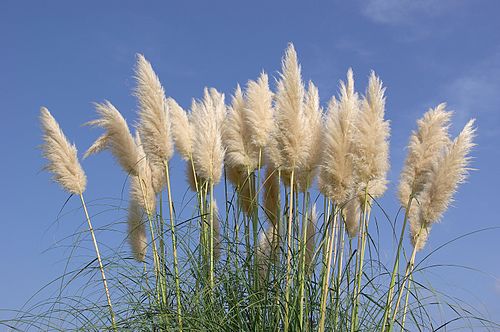 Pampas Grass Bare Root Starter Plants (4–8”) – Cortaderia selloana, 4-Pack