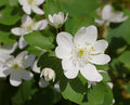 3 Rue Anemone (Anemonella thalictroides) Bare Root Plants - Native Woodland Perennial, Spring Blooms