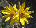 Heliomeris multiflora Seeds (Showy Goldeneye) – 100 Non-GMO Perennial Wildflower Seeds