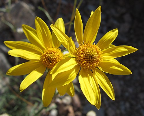 Heliomeris multiflora Seeds (Showy Goldeneye) – 100 Non-GMO Perennial Wildflower Seeds