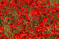 3000 Red Corn Poppy Seeds (Papaver rhoeas) - Bright Red Blooms, Direct Sow