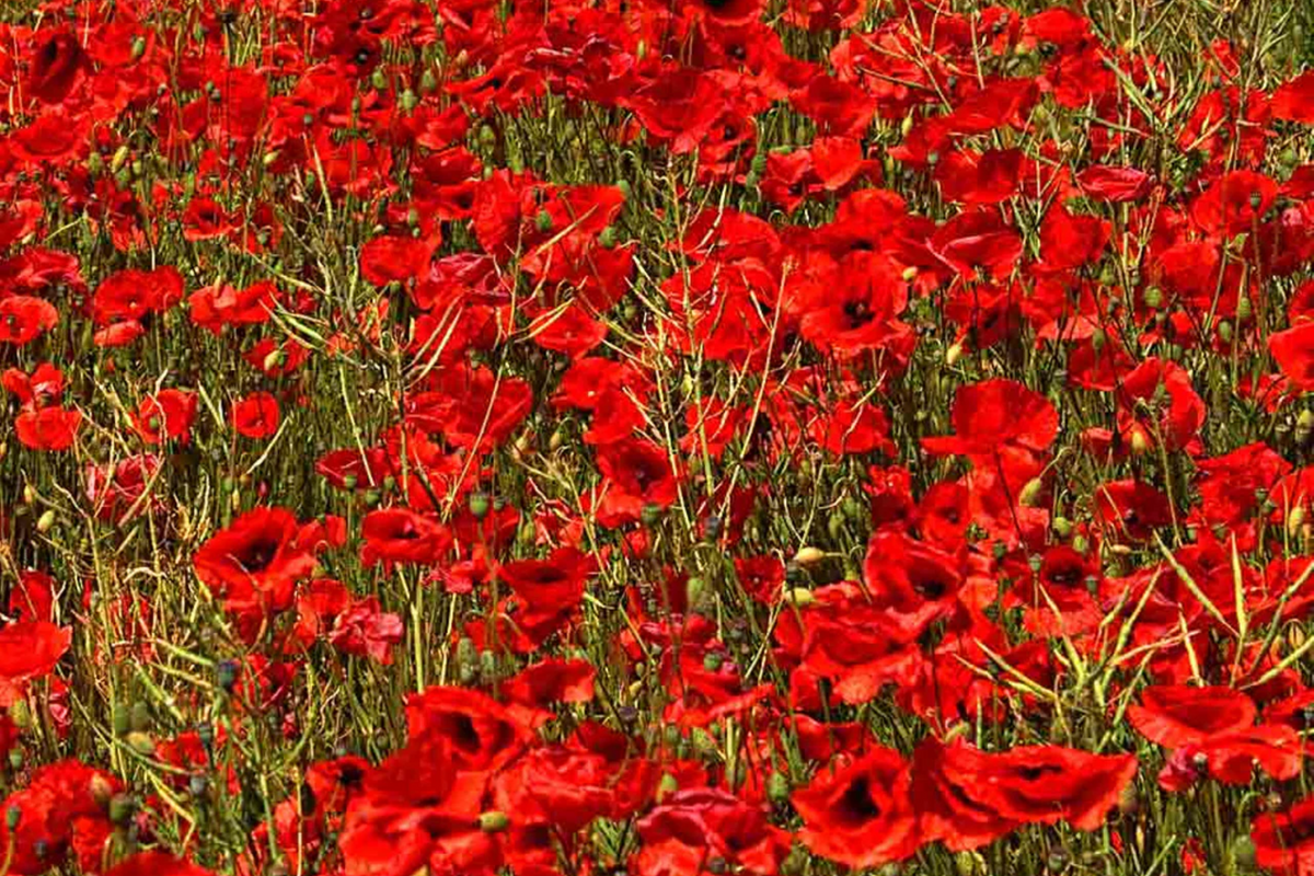 3000 Red Corn Poppy Seeds (Papaver rhoeas) - Bright Red Blooms, Direct Sow
