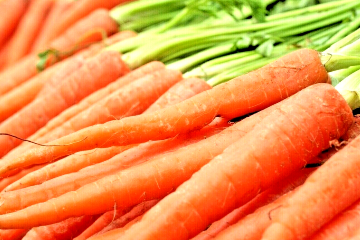 Imperator Carrot Seeds - 2,000 Heirloom, Non-GMO, All-America Selections