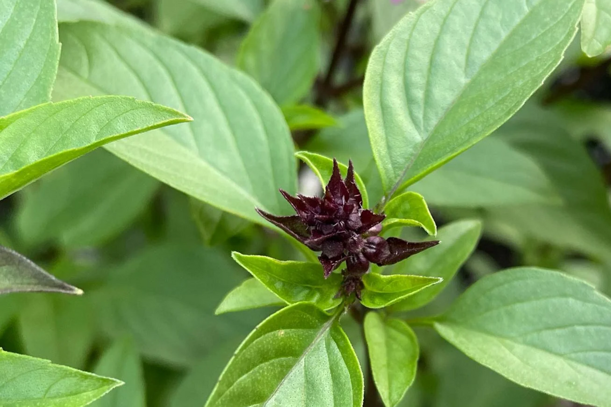 Cinnamon Basil Seeds - Ocimum basilicum, 1000 Non-GMO Seeds