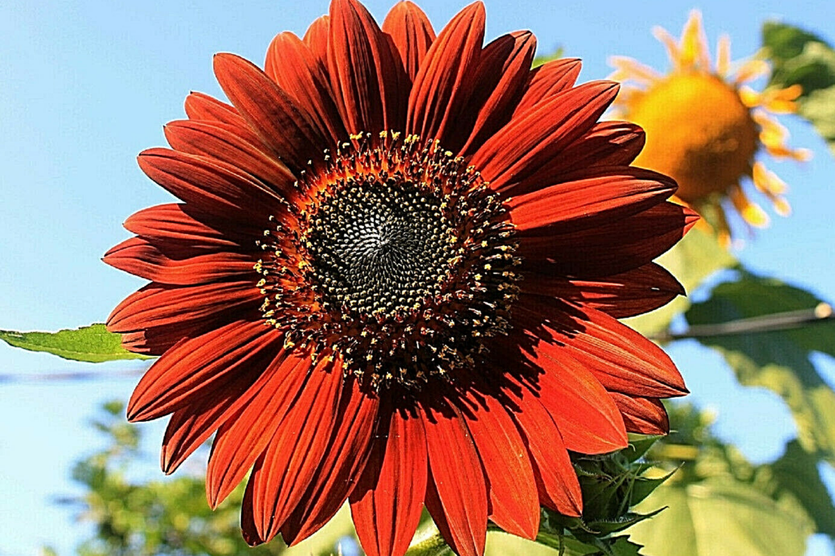 Velvet Queen Sunflower Seeds - 100 Heirloom Non-GMO, Tall 5-7 ft, Big Red-Orange Blooms