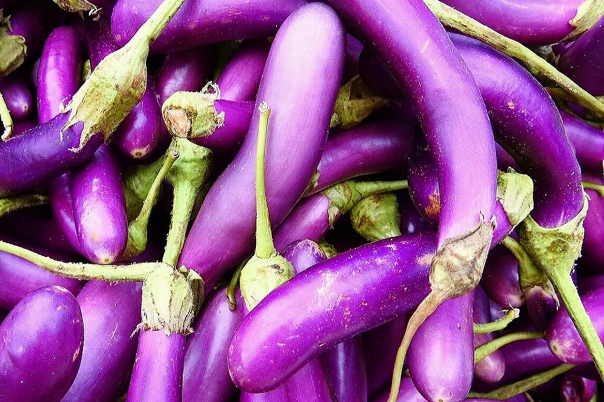 Long Purple Eggplant Seeds - Heirloom, NON-GMO, 50 Seeds