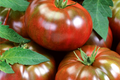 100 Black Krim Tomato Seeds - Non-GMO Heirloom Indeterminate (100 Seeds)