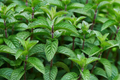 Chocolate Mint Starter Plant | Mentha × piperita 'Chocolate' - Organic, Homegrown