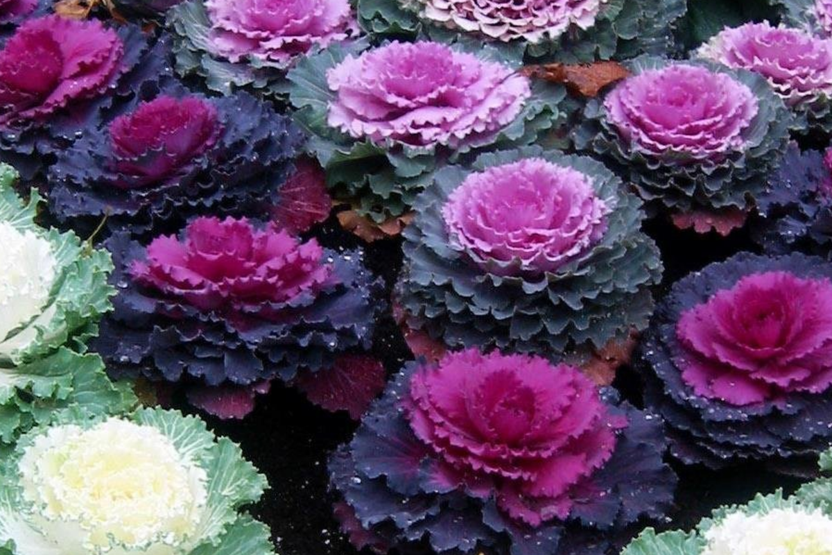 50 Ornamental Kale Seeds - Non-GMO Heirloom, Decorative Garnish