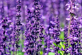 700 True Lavender Seeds - Lavandula angustifolia (Non-GMO)