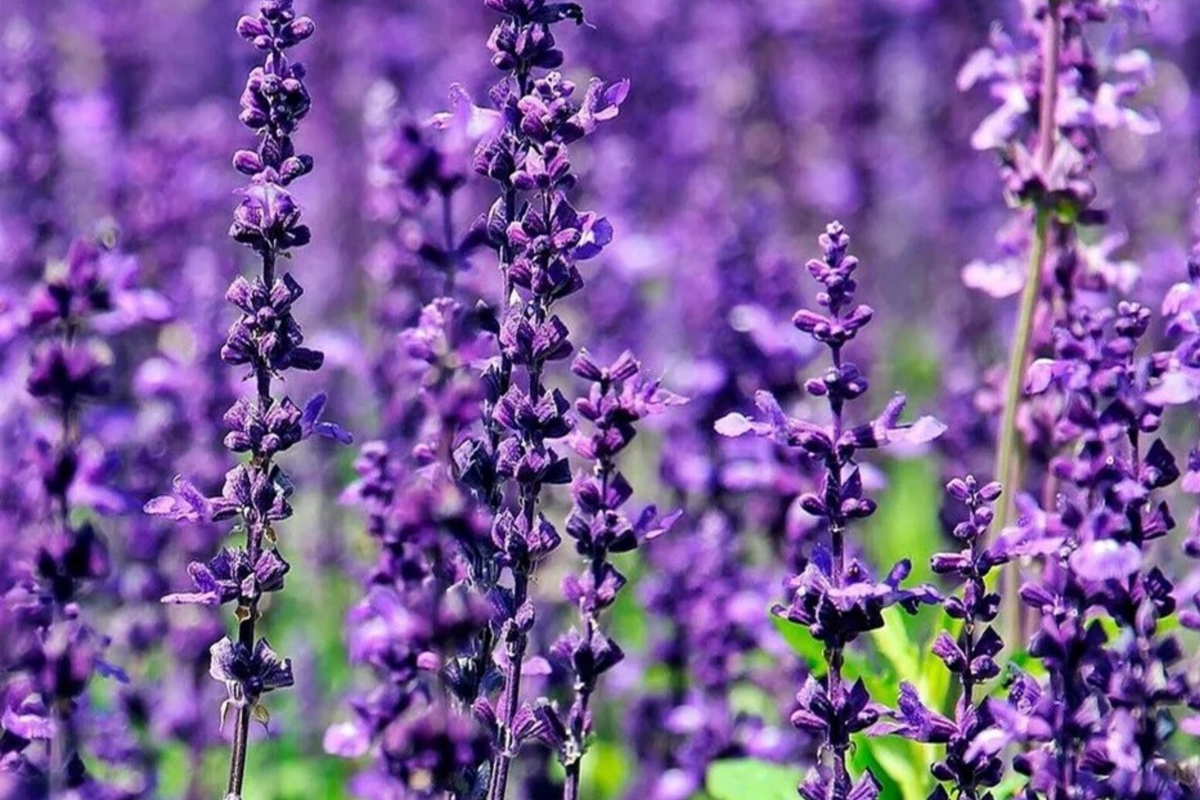 700 True Lavender Seeds - Lavandula angustifolia (Non-GMO)